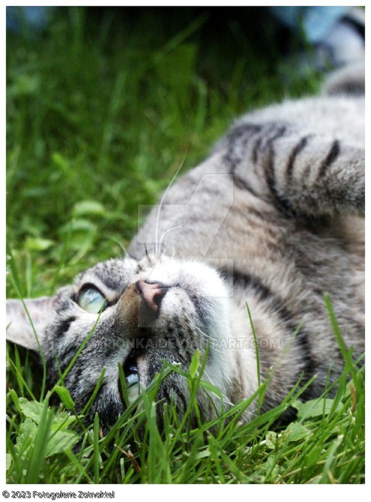Náhled cat_s_eyes_ii___the_dreamer_by_rionka-dydd4l.jpg