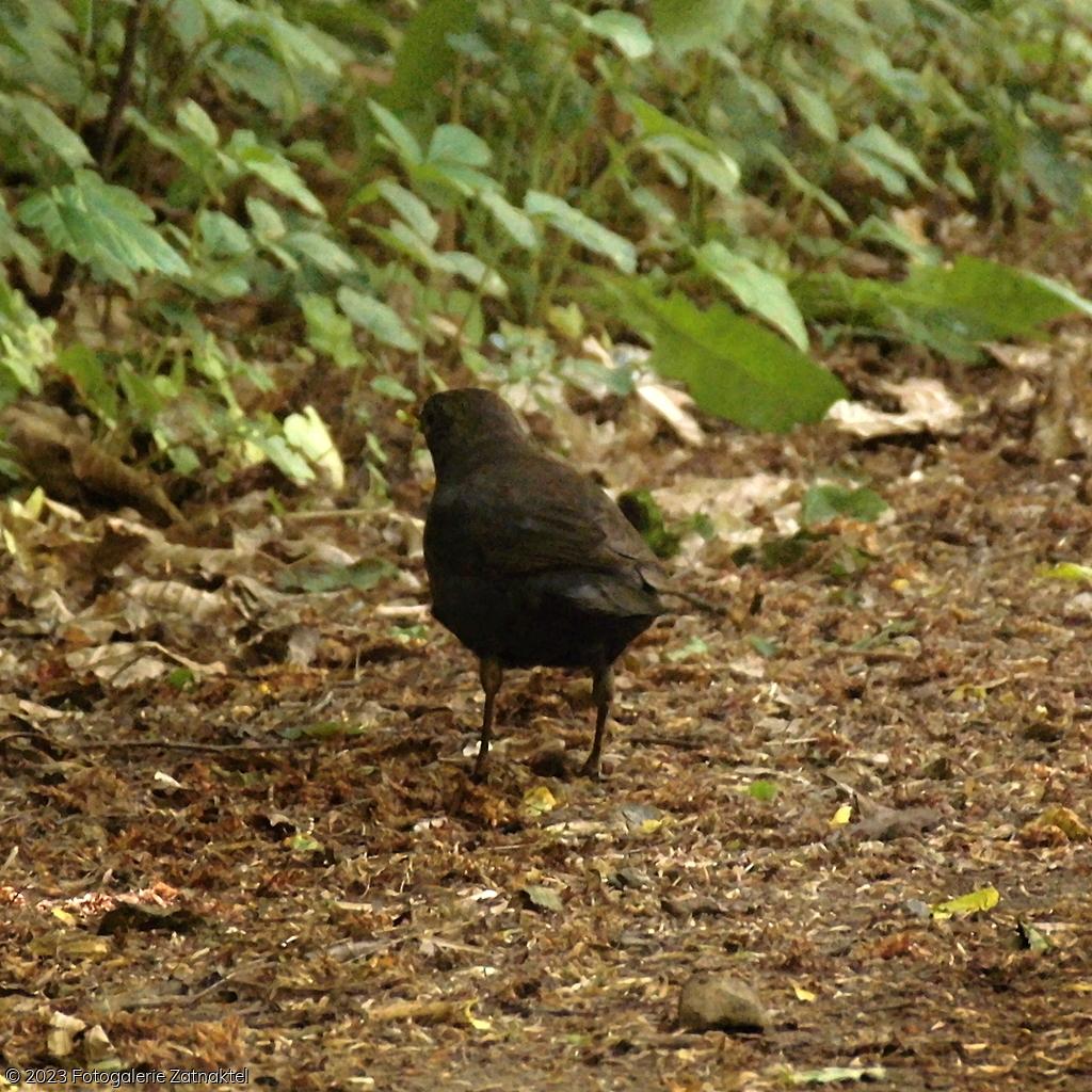 Náhled IMG_4377.JPG