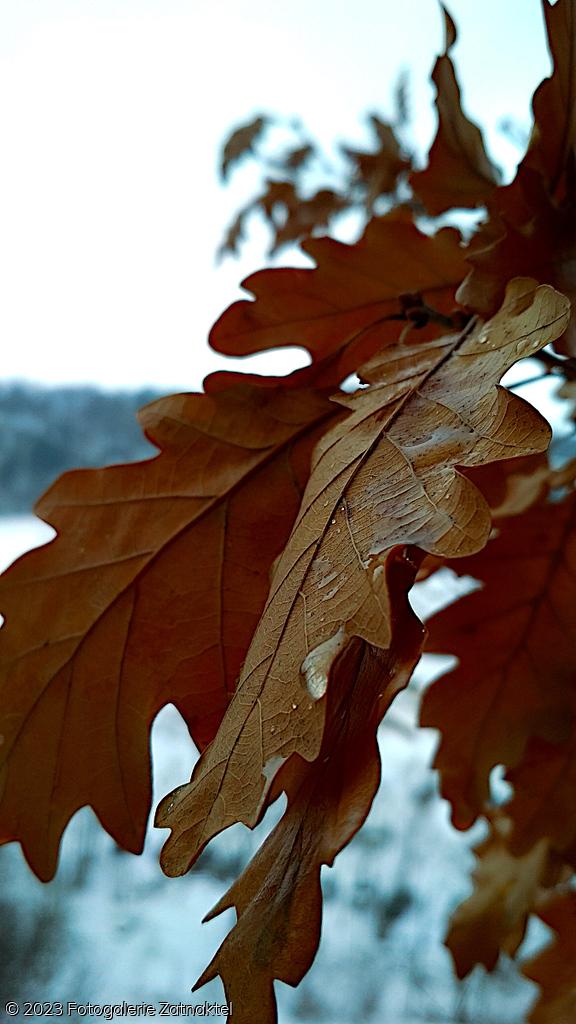 Náhled IMG_20190127_104610_HDR.jpg