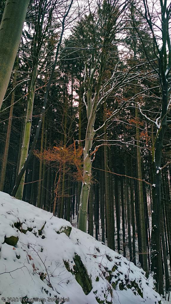 Náhled IMG_20190127_104905_HDR.jpg