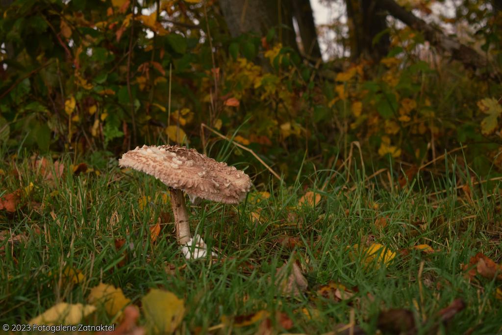 Náhled DSC_0956.JPG