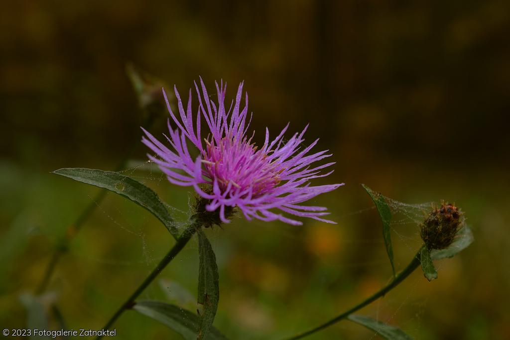 Náhled DSC_1045.JPG