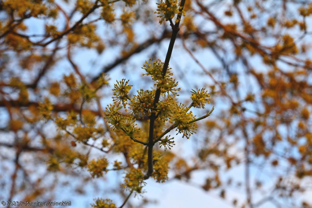 Náhled IMG_7835.JPG